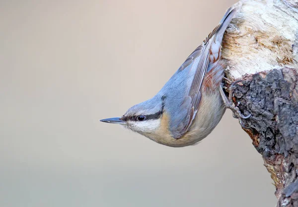 Eurasie Sittelle en pose drôle gros plan . — Photo