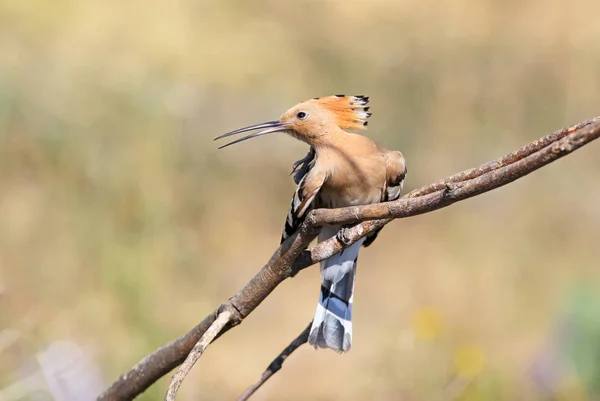 Una abubilla sentada en una rama especial y posando como fotógrafa.Los signos de identificación del ave y la estructura de las plumas son claramente visibles. — Foto de Stock