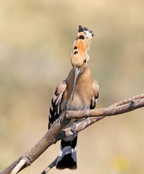 Um capuz sentado em um ramo especial e posando fotografia.Os sinais de identificação do pássaro e a estrutura das penas são claramente visíveis. — Fotografia de Stock