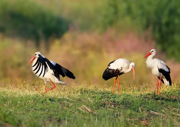 Witte ooievaars voeden op de grond in zacht zonlicht — Stockfoto