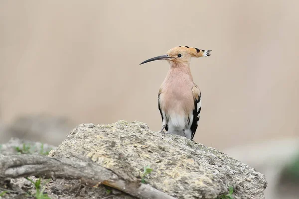 Jeden hoopoe siedzi na oddziały specjalne i pozowanie fotograf. Znaki identyfikacyjne ptaka i strukturze piór są wyraźnie narzêdzi — Zdjęcie stockowe