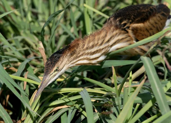 Junge Rohrdommel auf der Jagd im Schilf — Stockfoto