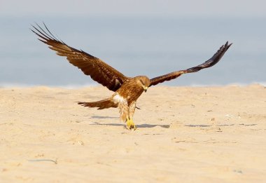 Siyah uçurtma açılış kum üzerine doğru.