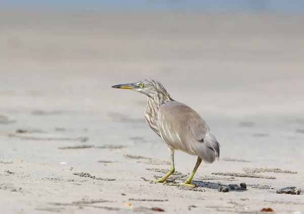 Indiase vijver heron op de oever — Stockfoto