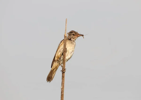 Grande paruline roseau avec insecte dans le bec se trouve sur le roseau mince . — Photo