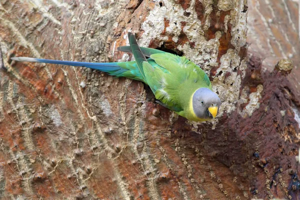 Il pappagallo testa di prugna femminile (Psittacula cyanocephala ) — Foto Stock