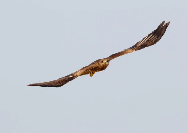 Zwarte Wouw nauwkeurige landing op het zand. — Stockfoto