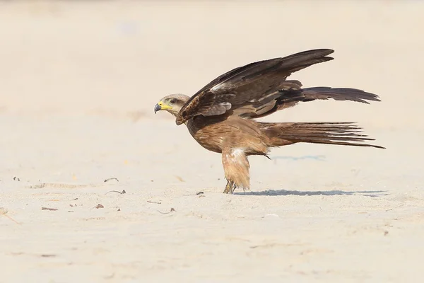 Nero aquilone atterraggio preciso sulla sabbia . — Foto Stock