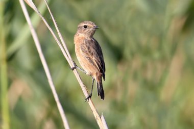 Portre kadın winchat reed üzerinde oturur