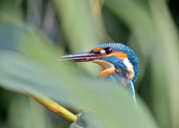 Unusual perspective portrait of common kingfisher