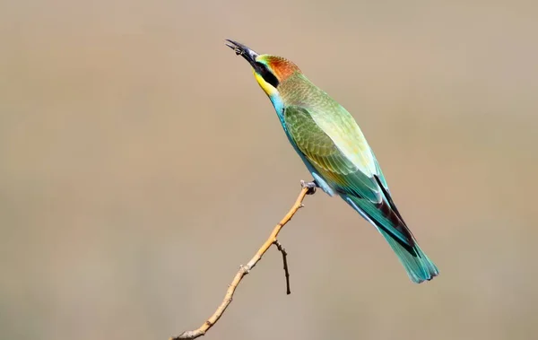 Vue inhabituelle sur le jeune mangeur d'abeilles européen avec insecte dans le bec. plumage lumineux et frais coloré . — Photo