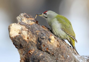Erkek gri ağaçkakan ağaç üzerinde bir solucan yiyor. Portre kadar kapatın
