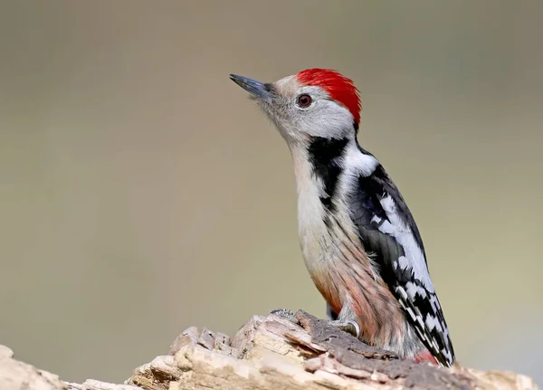 Určující výšku středu Strakapoud. Je možné použít pro ptáky identifikovat Průvodce. — Stock fotografie