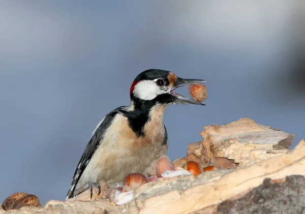 Ritratto ravvicinato di picchio maculato con nocciola nel becco. Bello sfondo blu blurresd . — Foto Stock