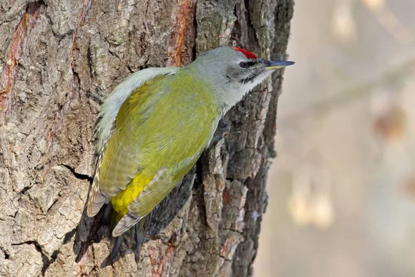 Picchio grigio maschio sull'albero. Ritratto da vicino — Foto Stock