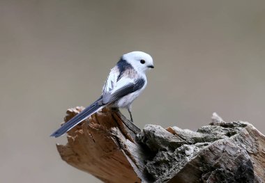 Uzun kuyruklu baştankara yakın çekim ile arka plan bulanık
