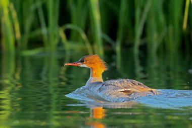 Kadın goosander (Avrasya) (Mergus merganser)