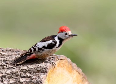 Erkek orta ağaçkakan oturum açma gördü. Öğe, dikey, açık kırmızı taç kadar kapatın.