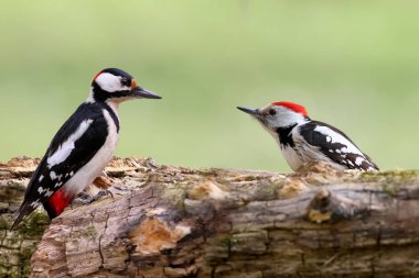 Erkek büyük ve orta benekli ağaçkakan Besleyici üzerinde birlikte. Her iki portre kadar kapatın.