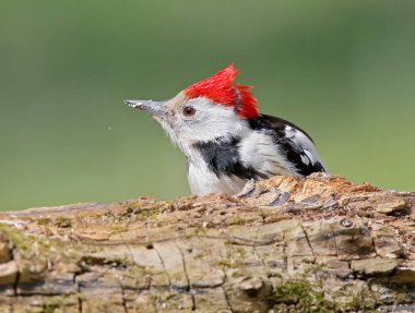 Orta benekli ağaçkakan erkek klasik görünümünü.