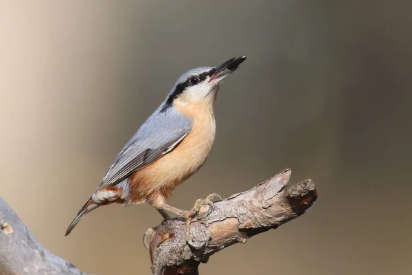 Noisette eurasienne avec graines en bec à la lumière douce du soleil — Photo