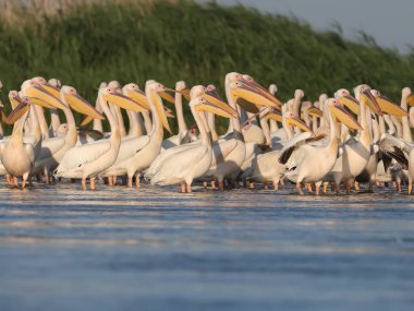 Büyük sürü beyaz Pelikan yumuşak akşam güneş ışığı altında su üzerine getirin