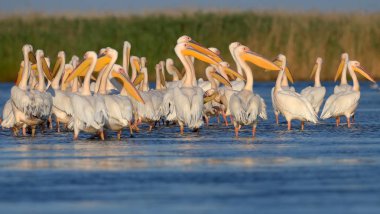 Küçük sürü beyaz Pelikan yumuşak akşam güneş ışığı altında su üzerine getirin