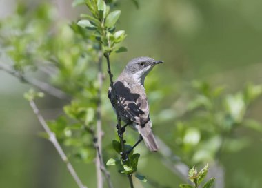 Küçük akgerdan (Sylvia curruca) bush dalı