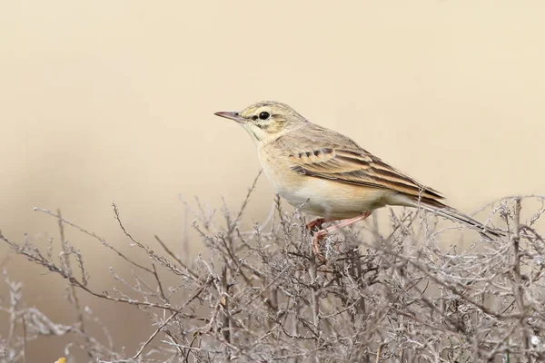 The tawny pipit (Anthus campestris) close up view — Stock Photo, Image