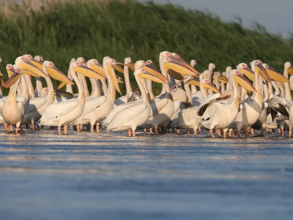 Büyük sürü beyaz Pelikan yumuşak akşam güneş ışığı altında su üzerine getirin