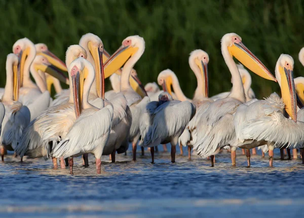 Kleine Herde weißer Pelikane ruhen sich im weichen Abendlicht auf dem Wasser aus — Stockfoto