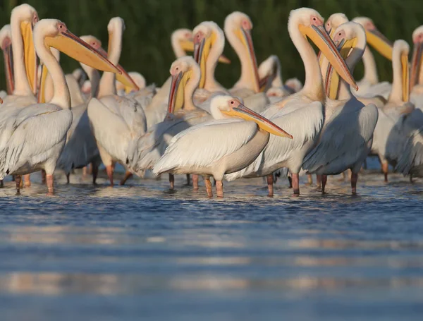 Liten flock vita pelikaner vila på vattnet i mjuk kväll solljus — Stockfoto