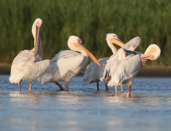 Beş beyaz Pelikan yumuşak akşam güneş ışığı altında su üzerine getirin
