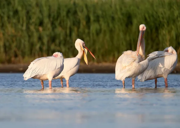 Cuatro pelícanos blancos descansan en el agua a la suave luz del sol de la noche —  Fotos de Stock