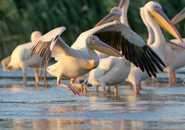 Bir beyaz Pelikan kalkışa hazır