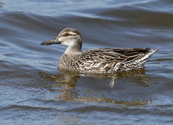 Çıkrıkçın (Spatula querquedula) su. Görünümü kadar kadın yakın
