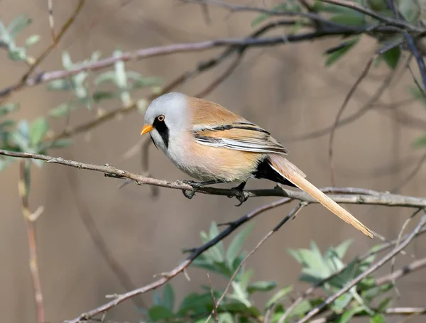 Une mésange barbu mâle sur le roseau vue de près dans l'habitat naturel — Photo