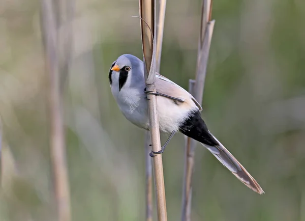 A Male bearded tit on the reed close up view. — Stockfoto