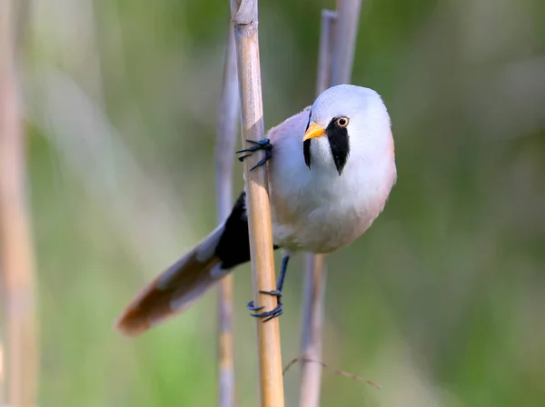 A Male bearded tit on the reed close up view. — Stockfoto
