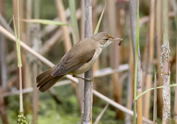 The Eurasian reed warbler  (Acrocephalus scirpaceus) with insect in a beak — Stock Photo, Image