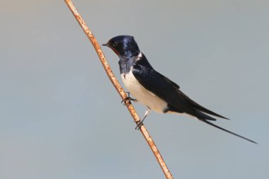 Nehir (ortak) sumru Gaga siyah balık ile