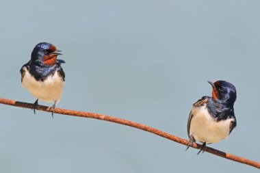 Nehir (ortak) sumru Gaga siyah balık ile