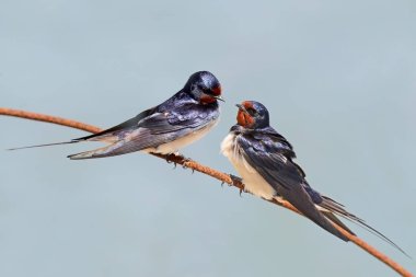 Nehir (ortak) sumru Gaga siyah balık ile