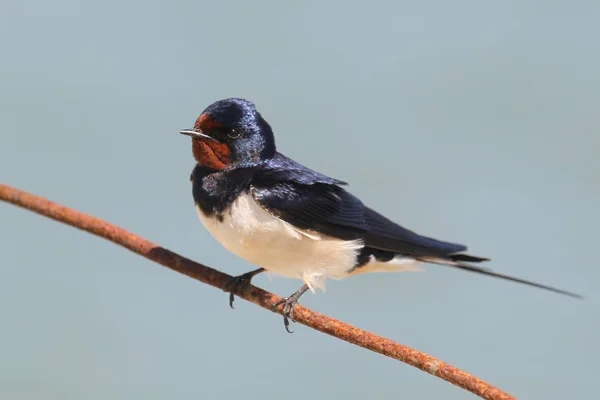 River (common) tern with black fish in beak — Stock Photo, Image