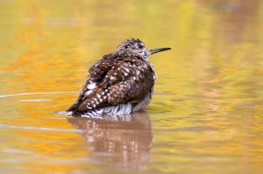 Olağandışı altın rengi yansıması ile suda Yüzme kum kuşu