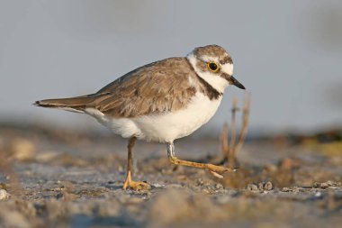 Çok yakın portre halkalı cılıbıt