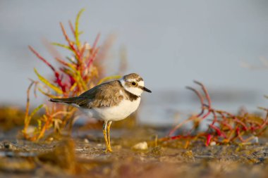 Çok yakın portre halkalı cılıbıt