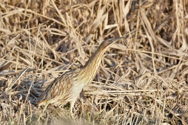 Büyük Balaban yürüyen yalak reed