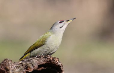 Olağandışı ilave yakın çekim yumuşak sabah ışık gri ağaçkakan portresi.
