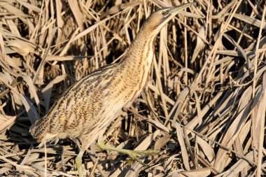 Büyük Balaban portre kadar kapatın